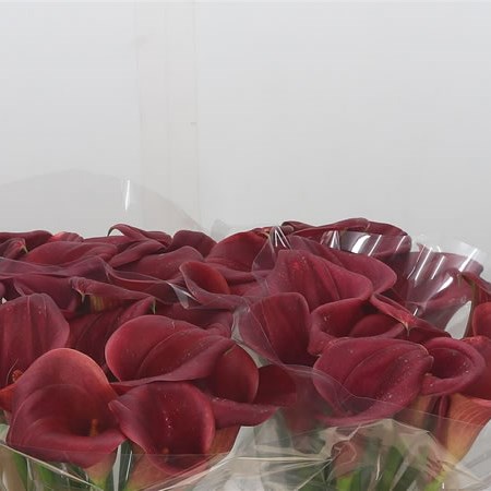 Calla Lily Red Dragon