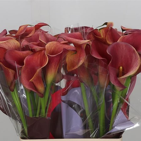 Calla Lily Red Pulse