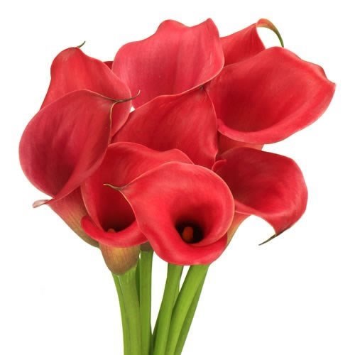Calla Lily Red Salsa
