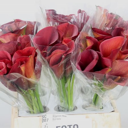 Calla Lily Red Sunrise