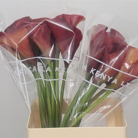 Calla Lily Red Sunrise