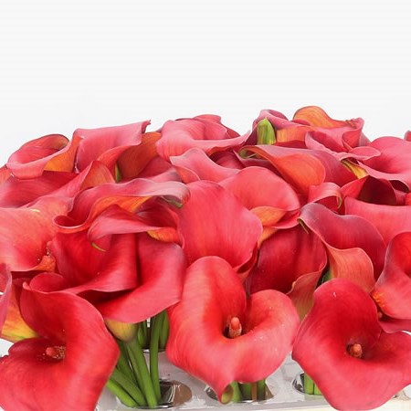 Calla Lily Rina