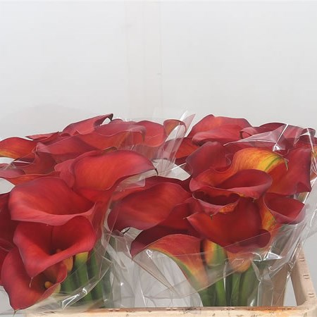 Calla Lily Rina