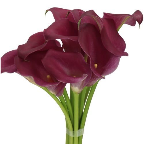 Calla Lily Rose Art