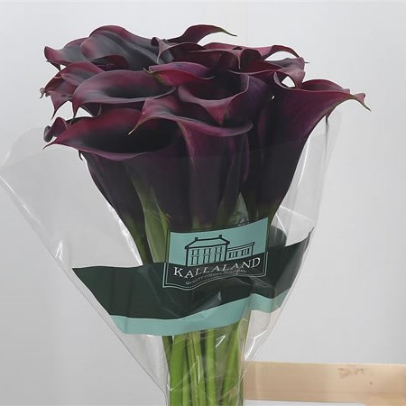 Calla Lily Rudolph