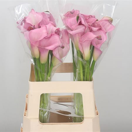 Calla Lily Samur