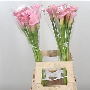 Calla Lily Samur