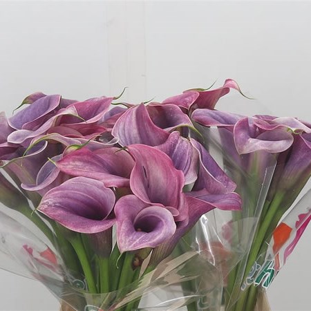 Calla Lily Sannah