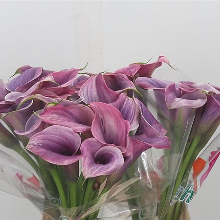 Calla Lily Sannah