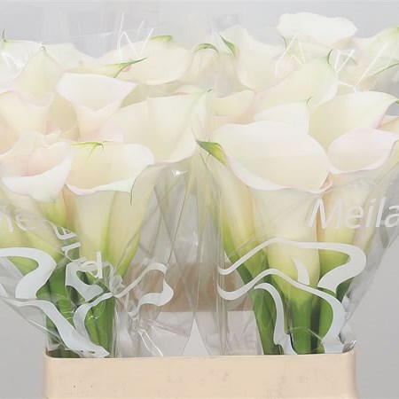 Calla Lily Sapporo