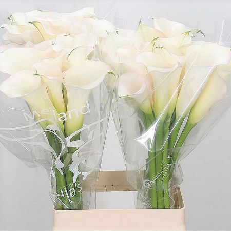 Calla Lily Sapporo