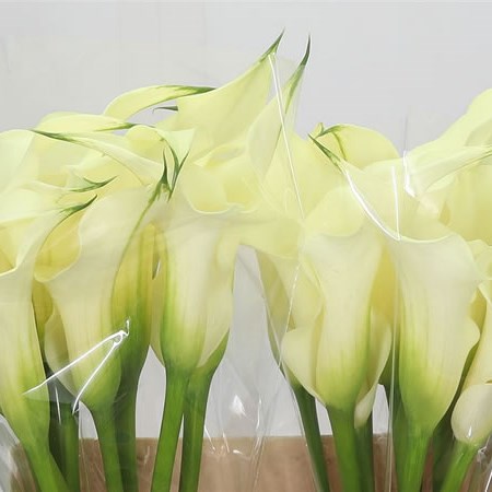 Calla Lily Saturnus