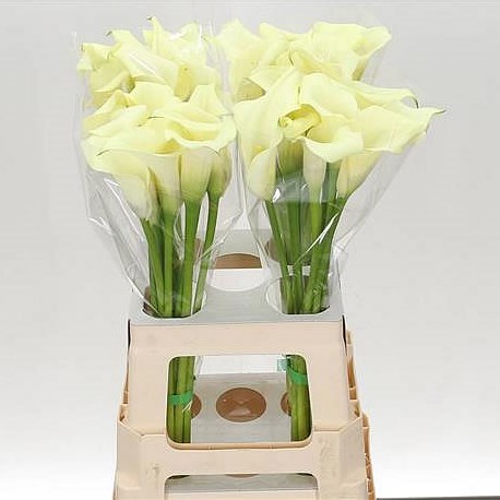 Calla Lily Saturnus