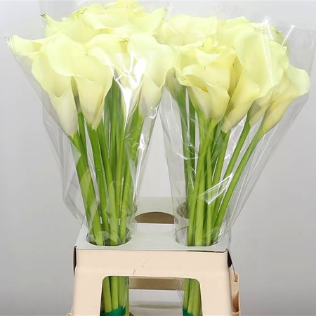 Calla Lily Saturnus