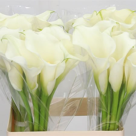 Calla Lily Snow Storm