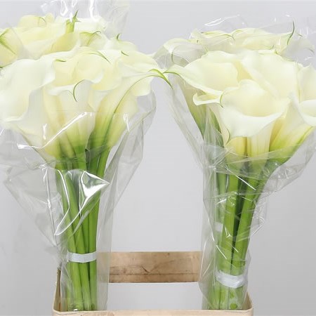 Calla Lily Snow Storm