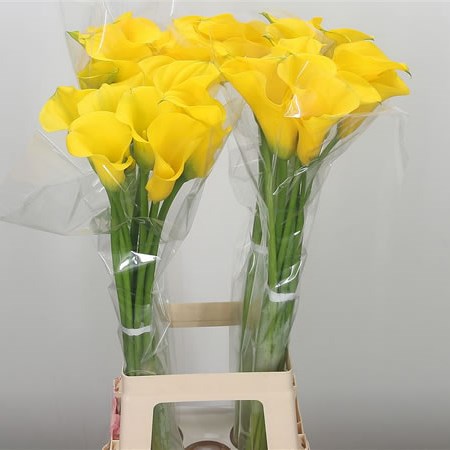 Calla Lily Solid Gold Blz
