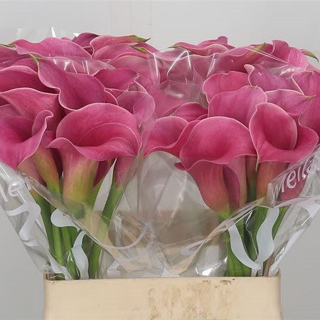 Calla Lily Sorbonne