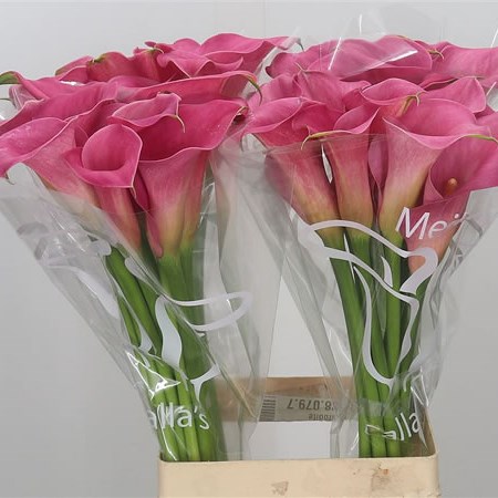 Calla Lily Sorbonne