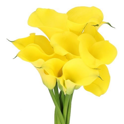 Calla Lily Sunya