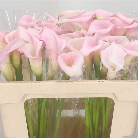 Calla Lily Sweet Art