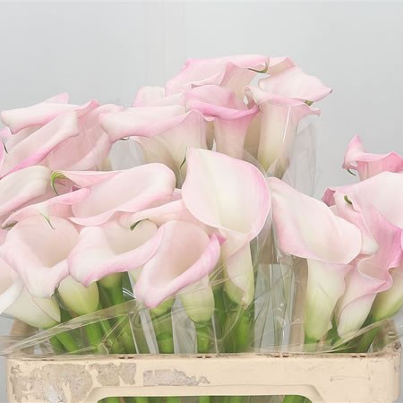 Calla Lily Sweet Art