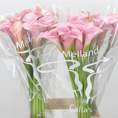 Calla Lily Totall Touch