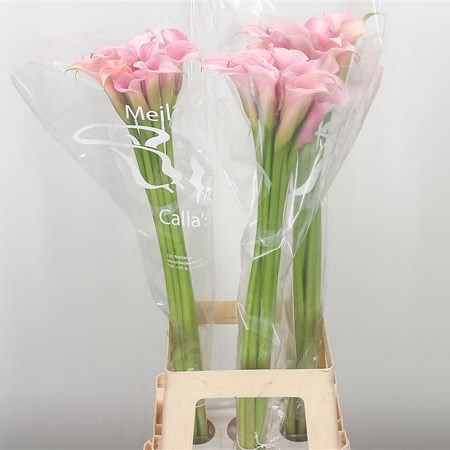 Calla Lily Totall Touch