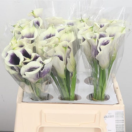 Calla Lily Vermeer