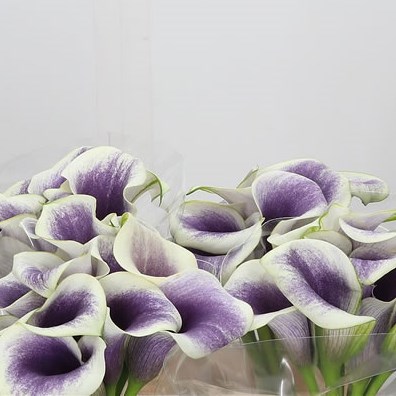 Calla Lily Vermeer