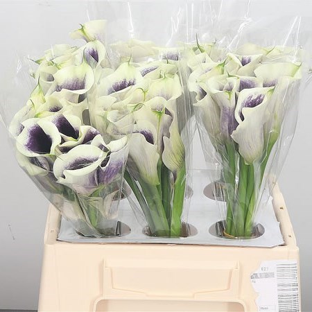 Calla Lily Vermeer
