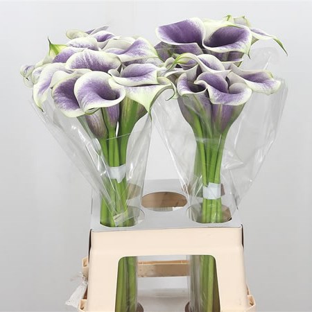 Calla Lily Vermeer