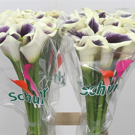 Calla Lily Vermeer