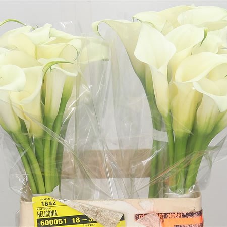 Calla Lily White Ideal (cream)