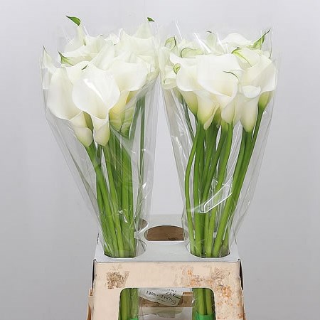 Calla Lily White Present