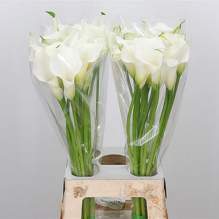 Calla Lily White Present