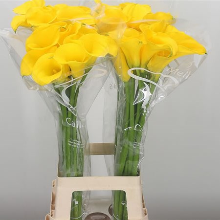 Calla Lily Yelloween