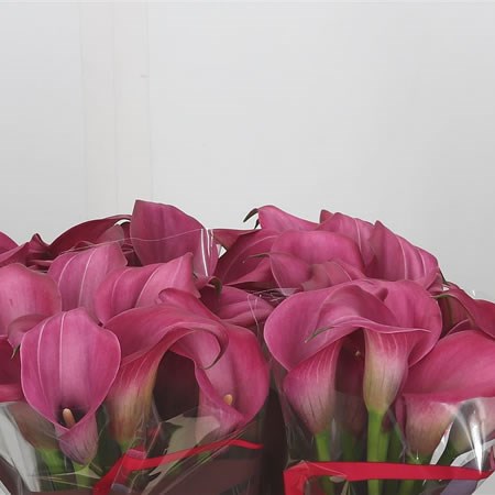 Calla Lily Zazu