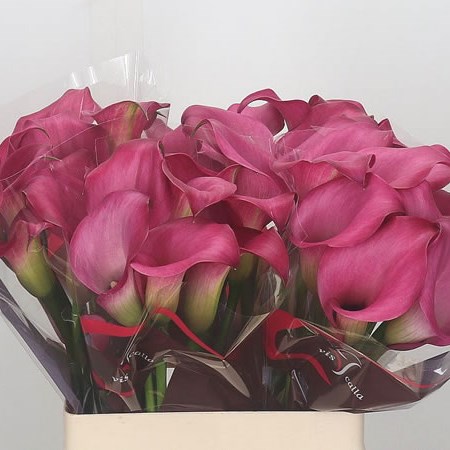 Calla Lily Zazu