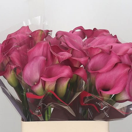 Calla Lily Zazu