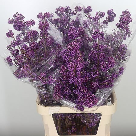 Callicarpa Bodinieri Profusion
