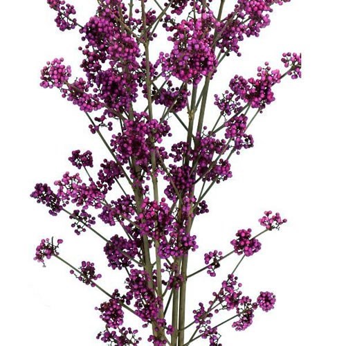 Callicarpa Bodinieri Profusion