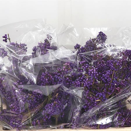 Callicarpa Bodinieri Profusion