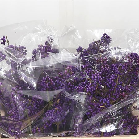 Callicarpa Bodinieri Profusion