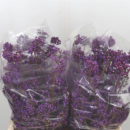 Callicarpa Bodinieri Profusion