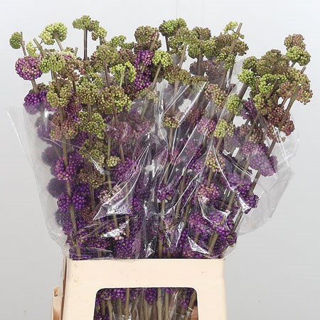 Callicarpa Giraldii