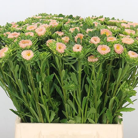 Callistephus Apricot