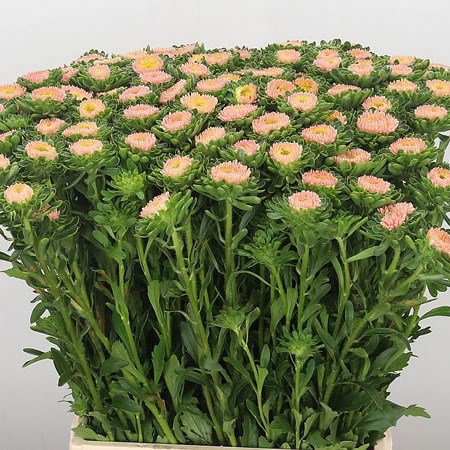 Callistephus Apricot