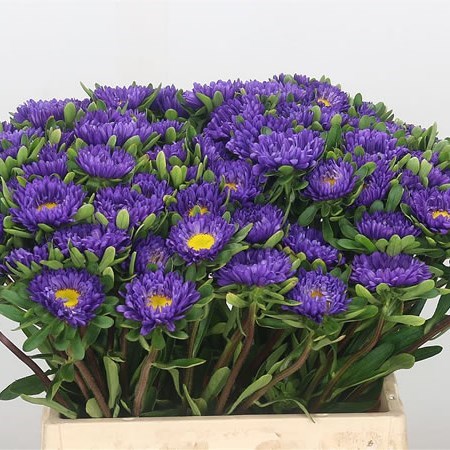 Callistephus Blue