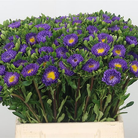 Callistephus Blue